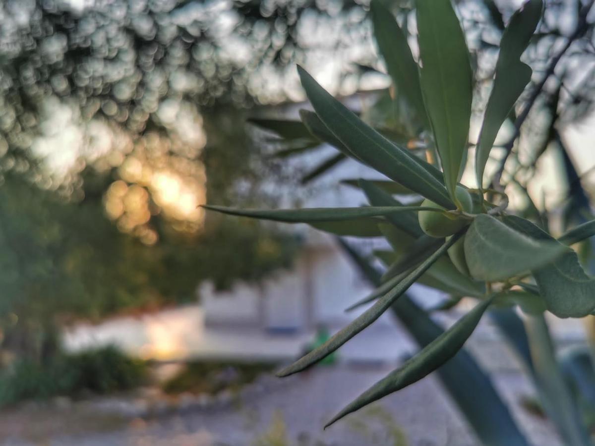 B&B Villa Mediterranee Con Parking Space Trani Eksteriør bilde